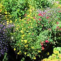 IMG_2542