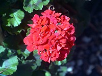 DSC 0010
