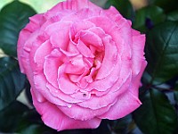 DSC 0014