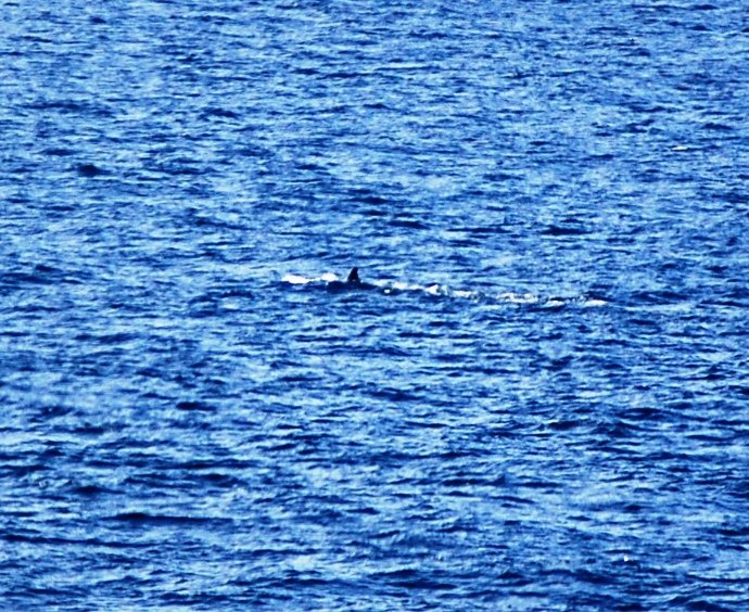 whale1