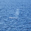 whale2