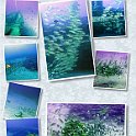 subfish1
