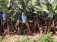 IMG 0724
